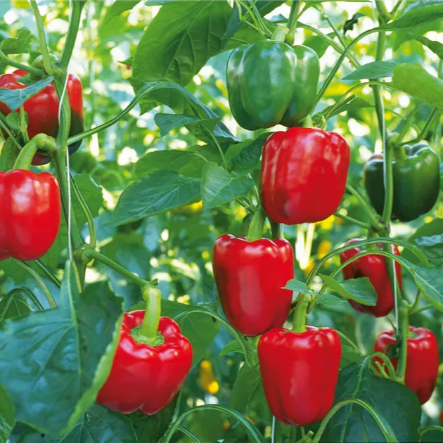 "Bright Red Paprika Vegetable Seeds, Planting - 100 pcs" - Vegetable Seeds