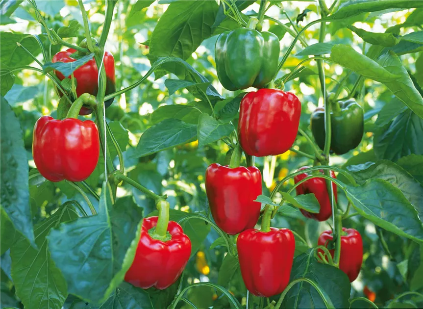 "Bright Red Paprika Vegetable Seeds, Planting - 100 pcs" - Vegetable Seeds