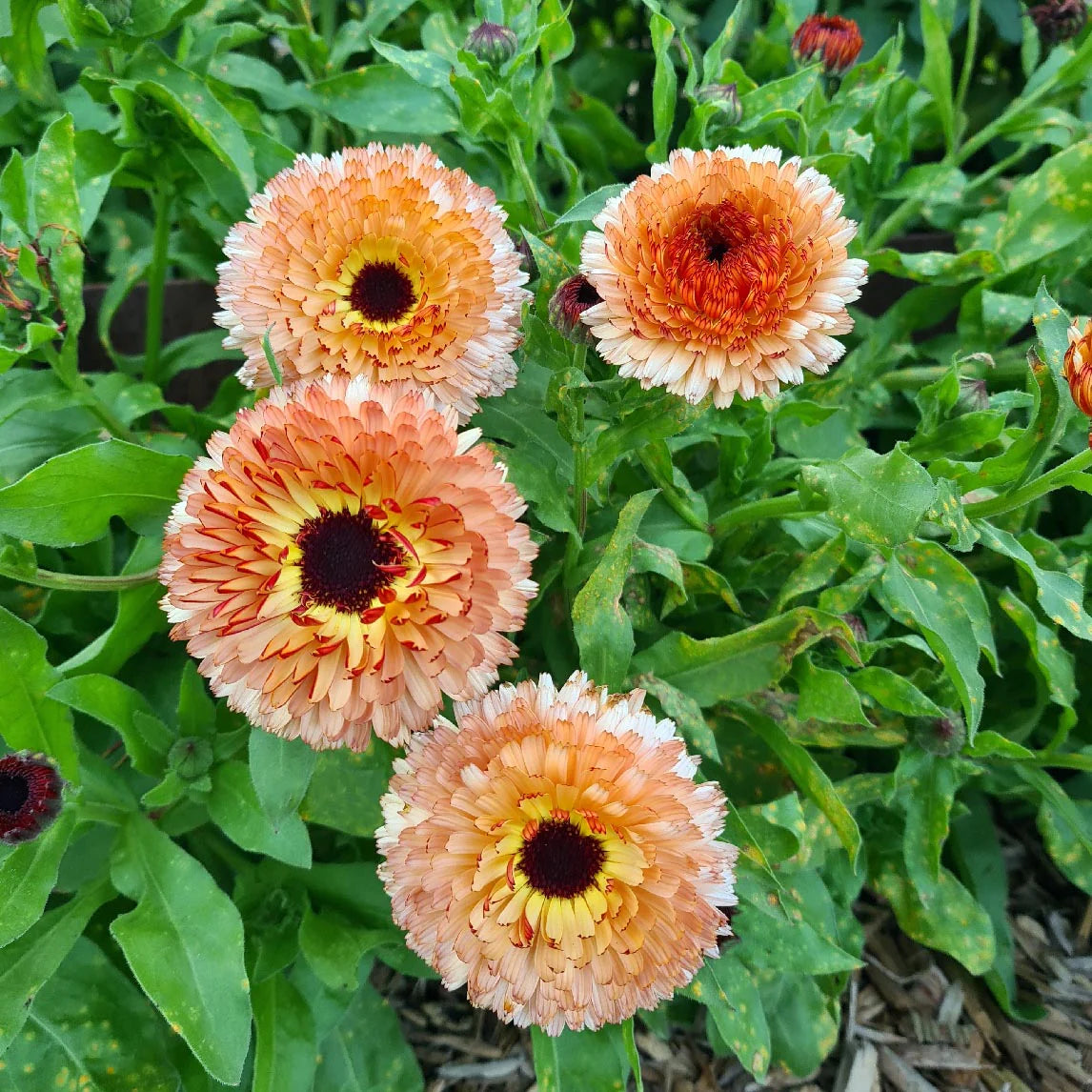 Soft Peach Calendula Flower Seeds,Delicate Blooms, Non-GMO