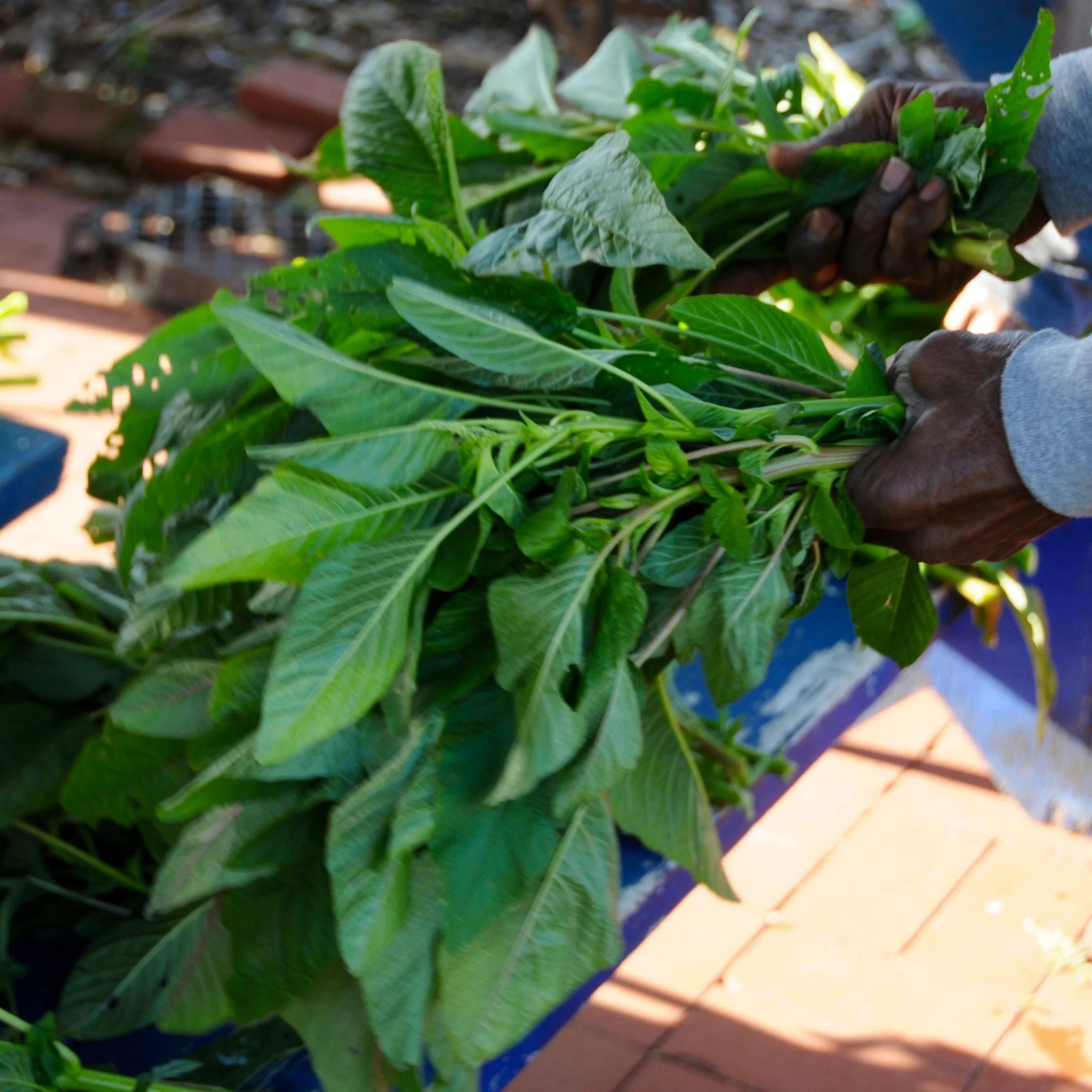 Authentic Jamaican Callaloo Plant Seeds for Your Lush Garden: Start Your Gardening Journey with Premium Seeds