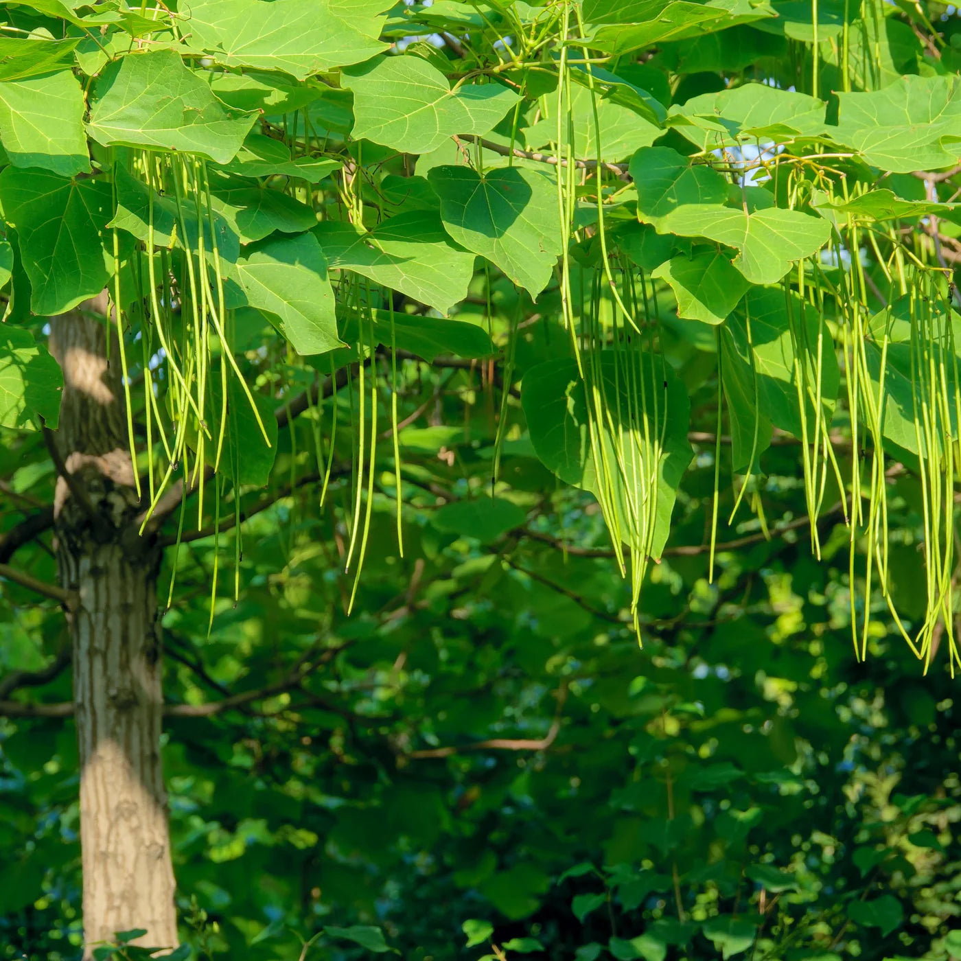 "Graines d'arbre Catalpa du Sud, plantation - 100 pièces"