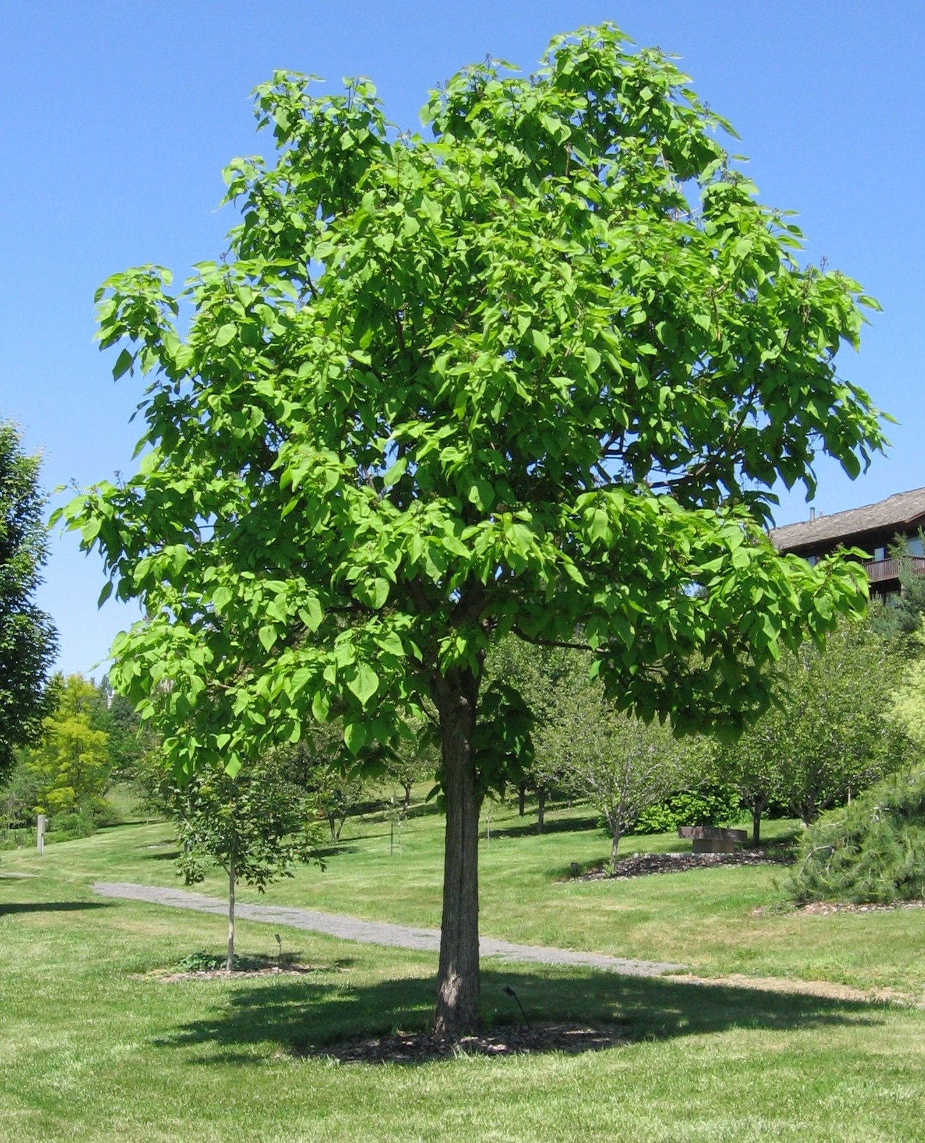 "Southern Catalpa Tree Seeds, Planting - 100 pcs" - Plant Seeds