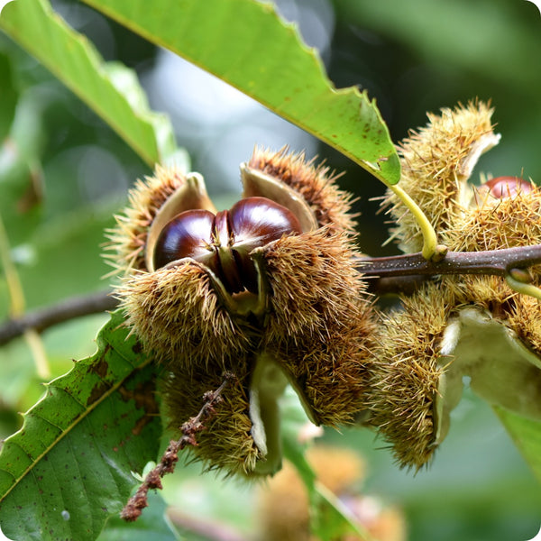 Sweet European Chestnut Tree (Castanea sativa) – Seeds