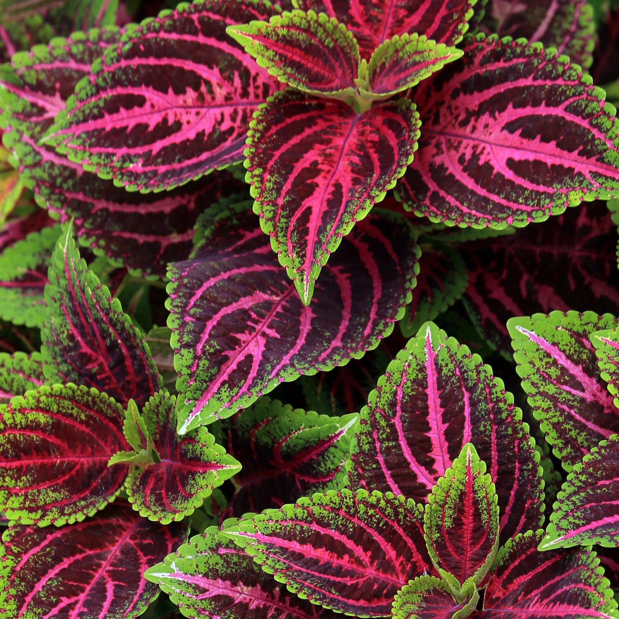 Black Dragon Coleus Seeds – Beautiful Ecstatic Flower Seeds for Bonsai & Garden