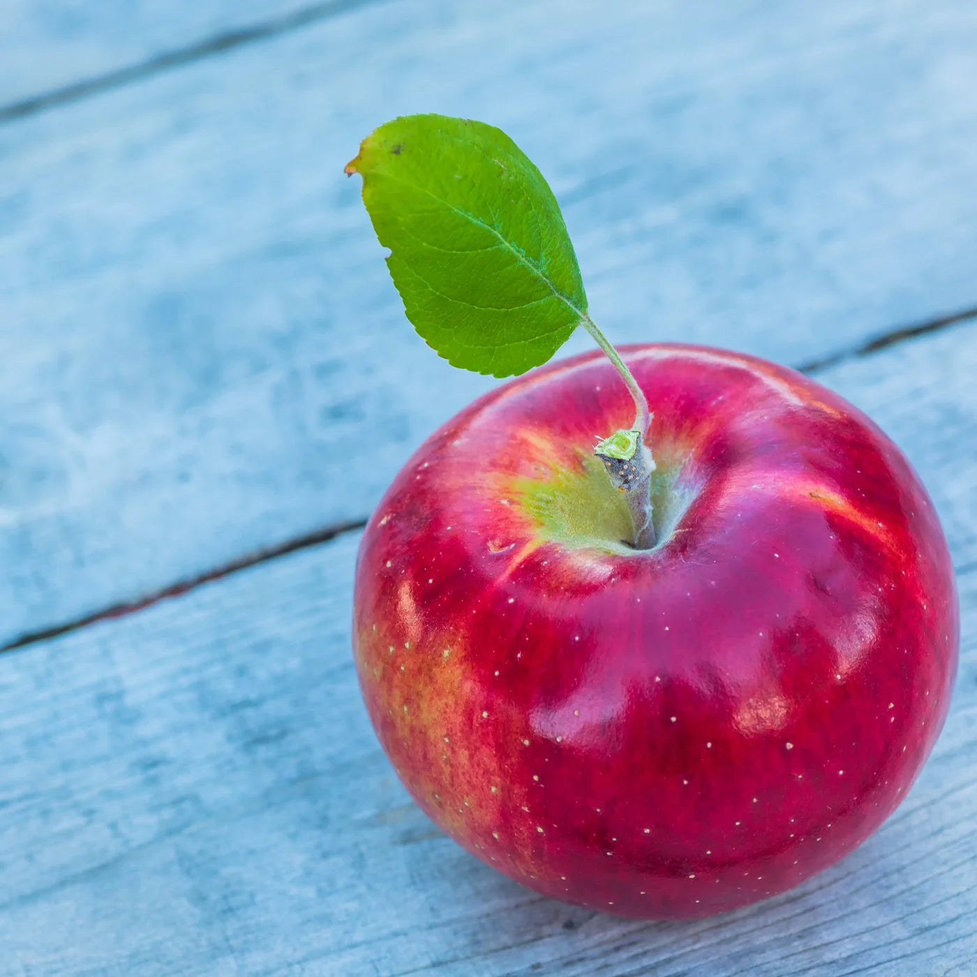 Cortland Apple Seeds for Planting – Sweet & Juicy Crisp Apple Trees