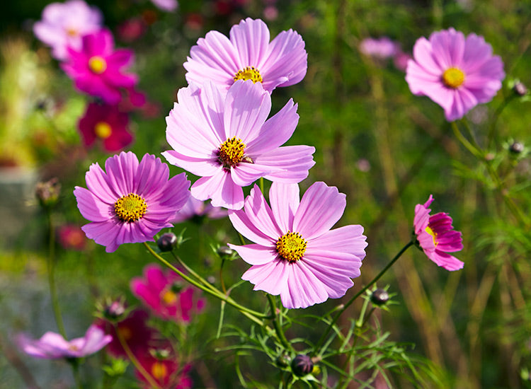 Soft Pink Cosmos Flower Seeds , Delicate & Charming Garden Blooms