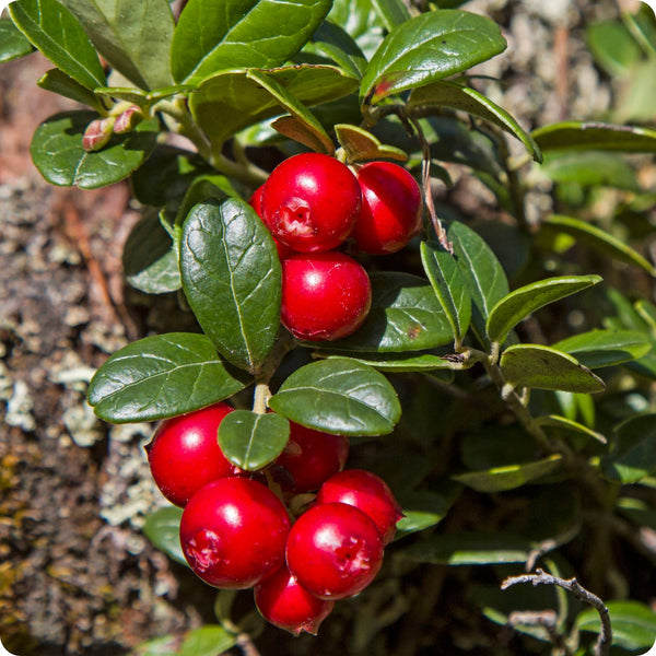 American Low Bush Cranberry (Vaccinium macrocarpon) – Seeds