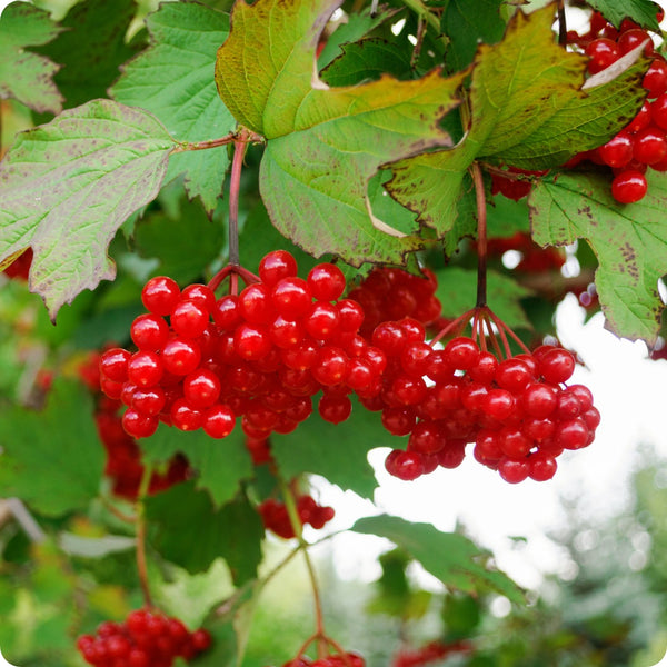 American High-Bush Cranberry (Vaccinium corymbosum) – Seeds