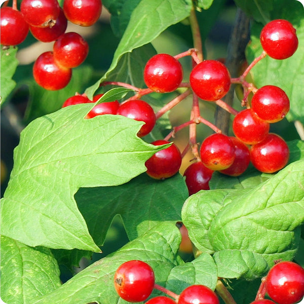 Wentworth High-Bush Cranberry (Vaccinium corymbosum 'Wentworth') – Seeds