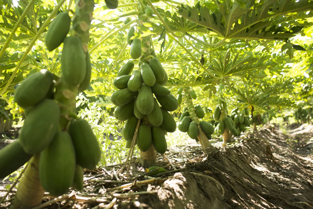 Maradol Papaya Seeds for Planting – Large, Sweet Tropical Fruit