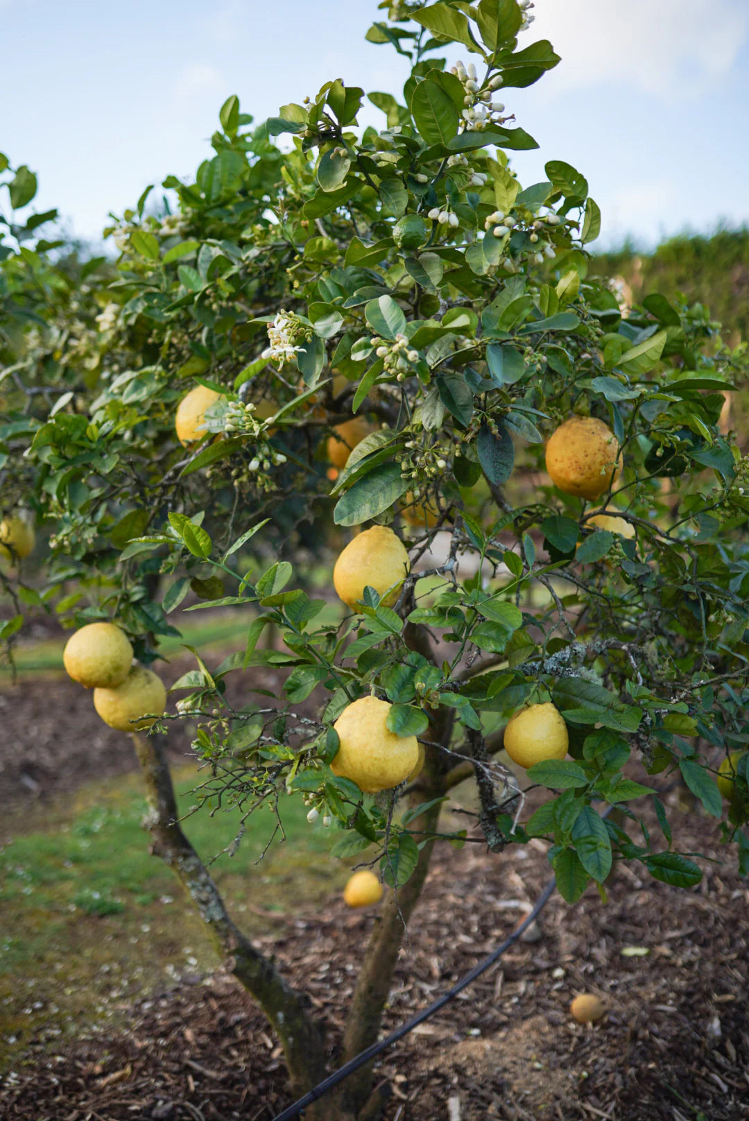 Ponderosa Lemon Seeds for Planting – Grow Large Juicy Citrus at Home