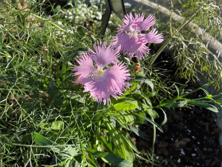 Supra Rosa Hybrid Dianthus Seeds, Planting - 100 pcs - Flower seeds