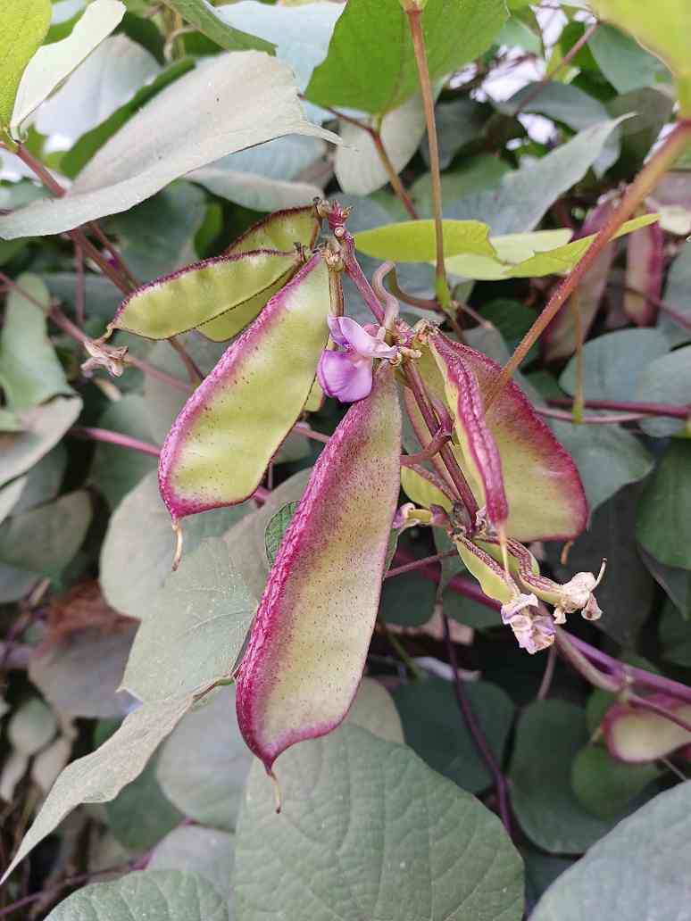 Dolichos Red Broad Seeds - Premium-Qualität zum Anpflanzen und Züchten schöner Reben in Ihrem Garten