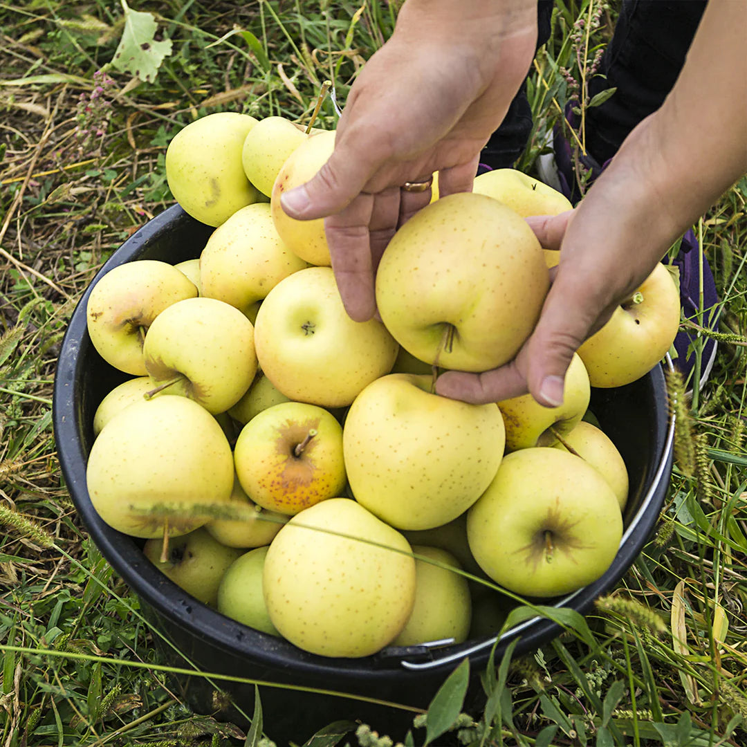 Dorsett Golden Apple Seeds for Planting – Sweet, Crisp & Early-Ripening Apple Trees