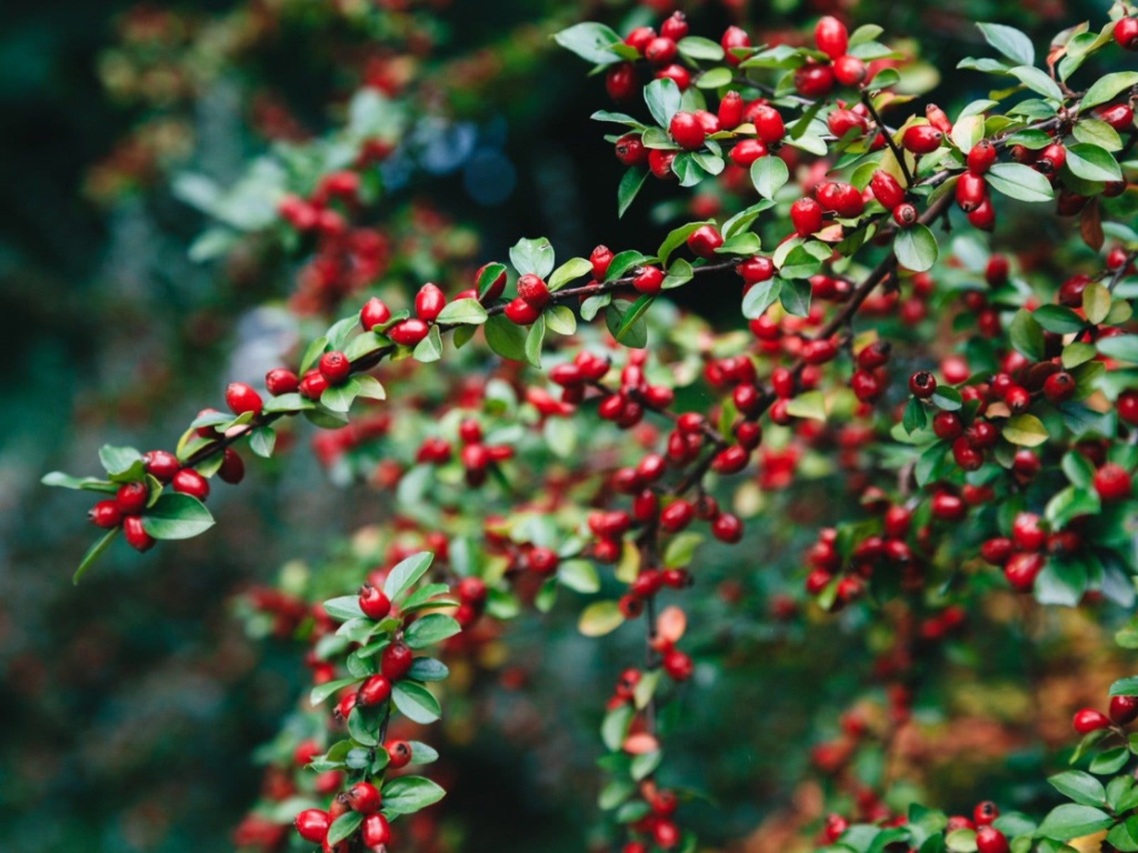 Ornamental Evergreen Tree with Glossy Foliage & Bright Berries