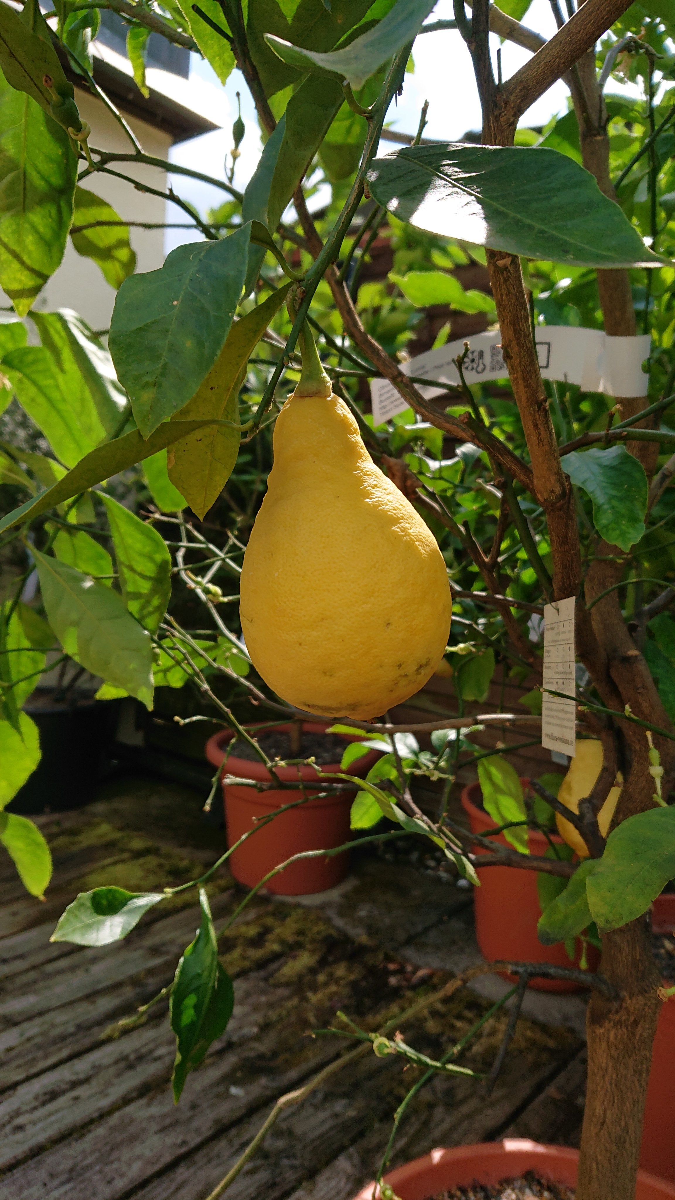 Lumia Lemon Seeds for Planting – Grow Exotic Citrus Trees at Home