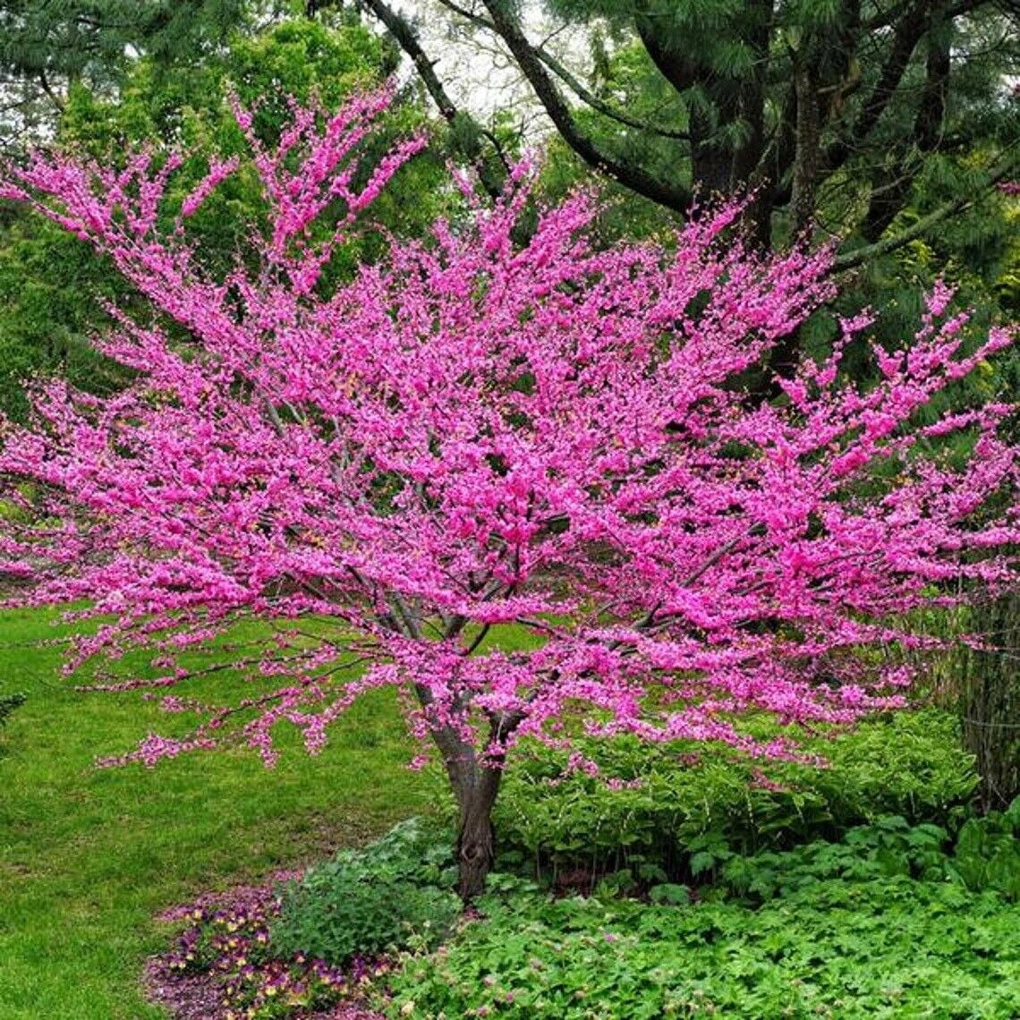 Eastern Redbud Tree Seeds (Cercis canadensis) – 20+