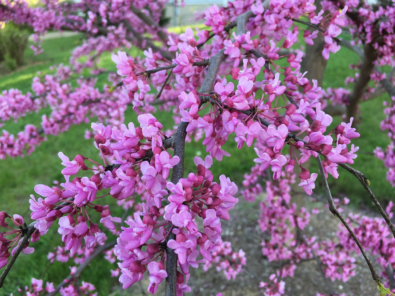 Eastern Redbud Tree Seeds (Cercis canadensis) – 20+