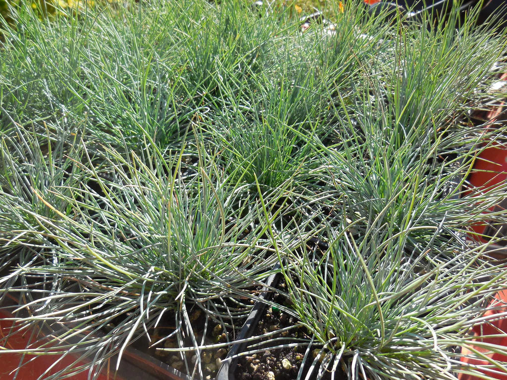 Blue Fescue Ornamental Grass Seeds - Festuca Perennial, Drought Tolerant, Sun or Shade - 50+ Pieces