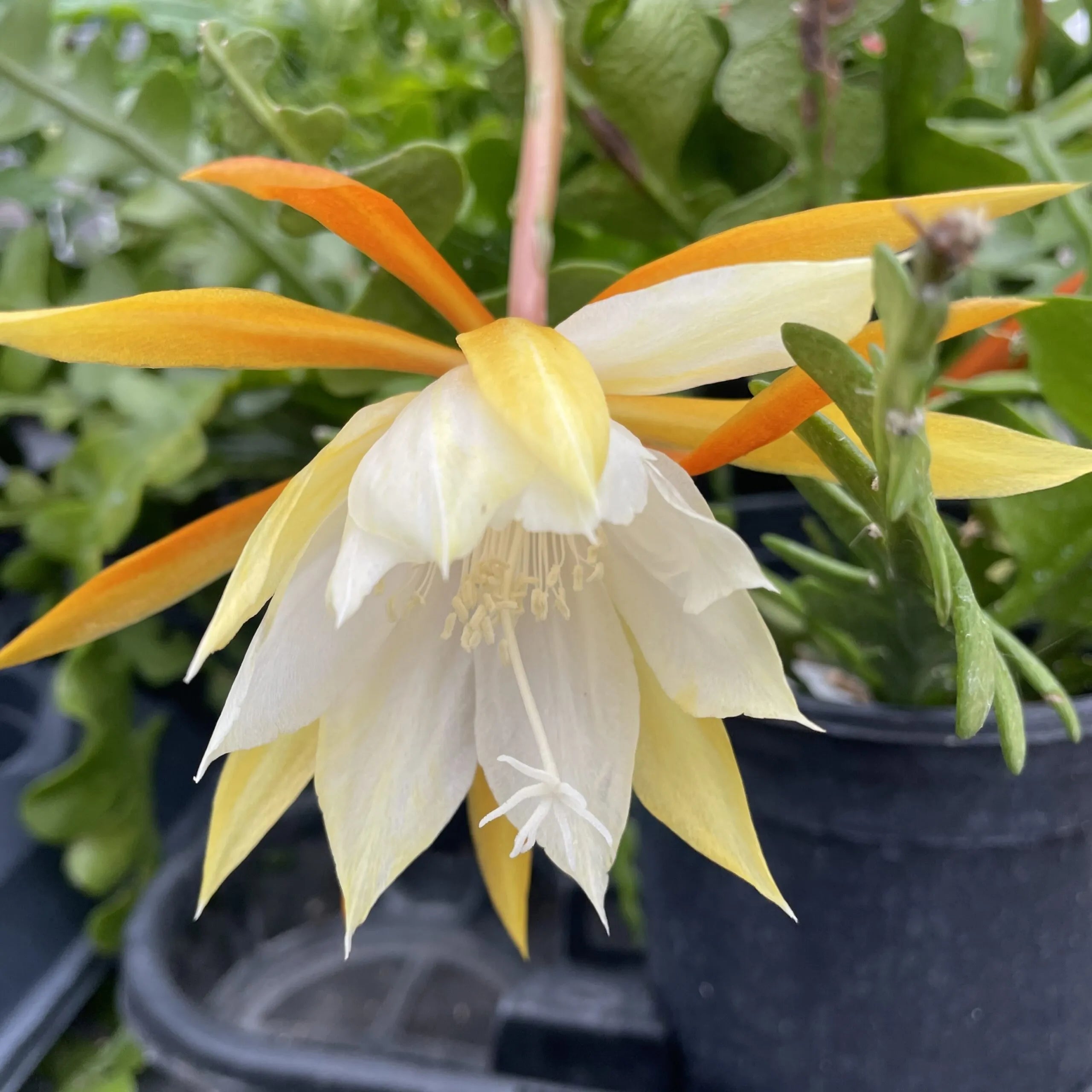 Epiphyllum Anguliger Seeds - Rare Fishbone Cactus for Unique Hanging Plant Displays - Plant Seeds