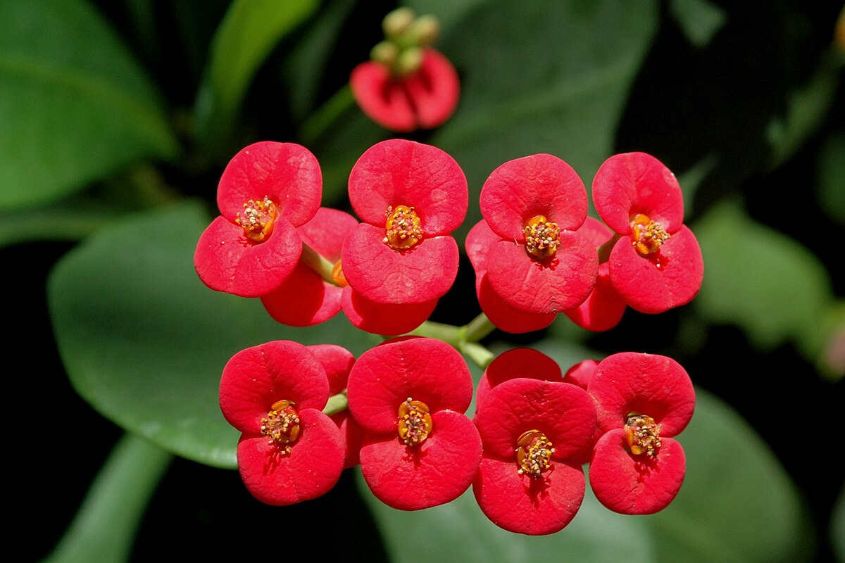 "Cactus Euphorbia Milii Flower Seeds, Planting - 100 pcs" - Flower seeds