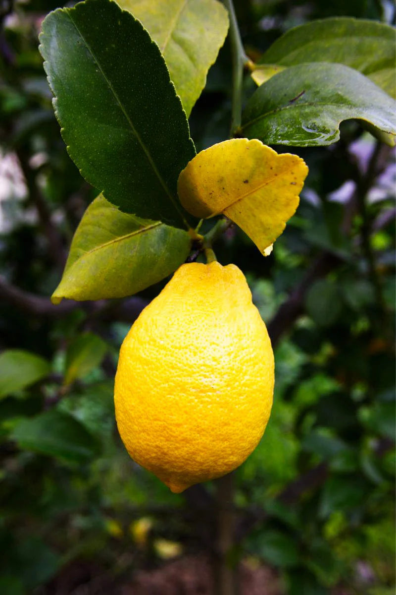 Lumia Lemon Seeds for Planting – Grow Exotic Citrus Trees at Home