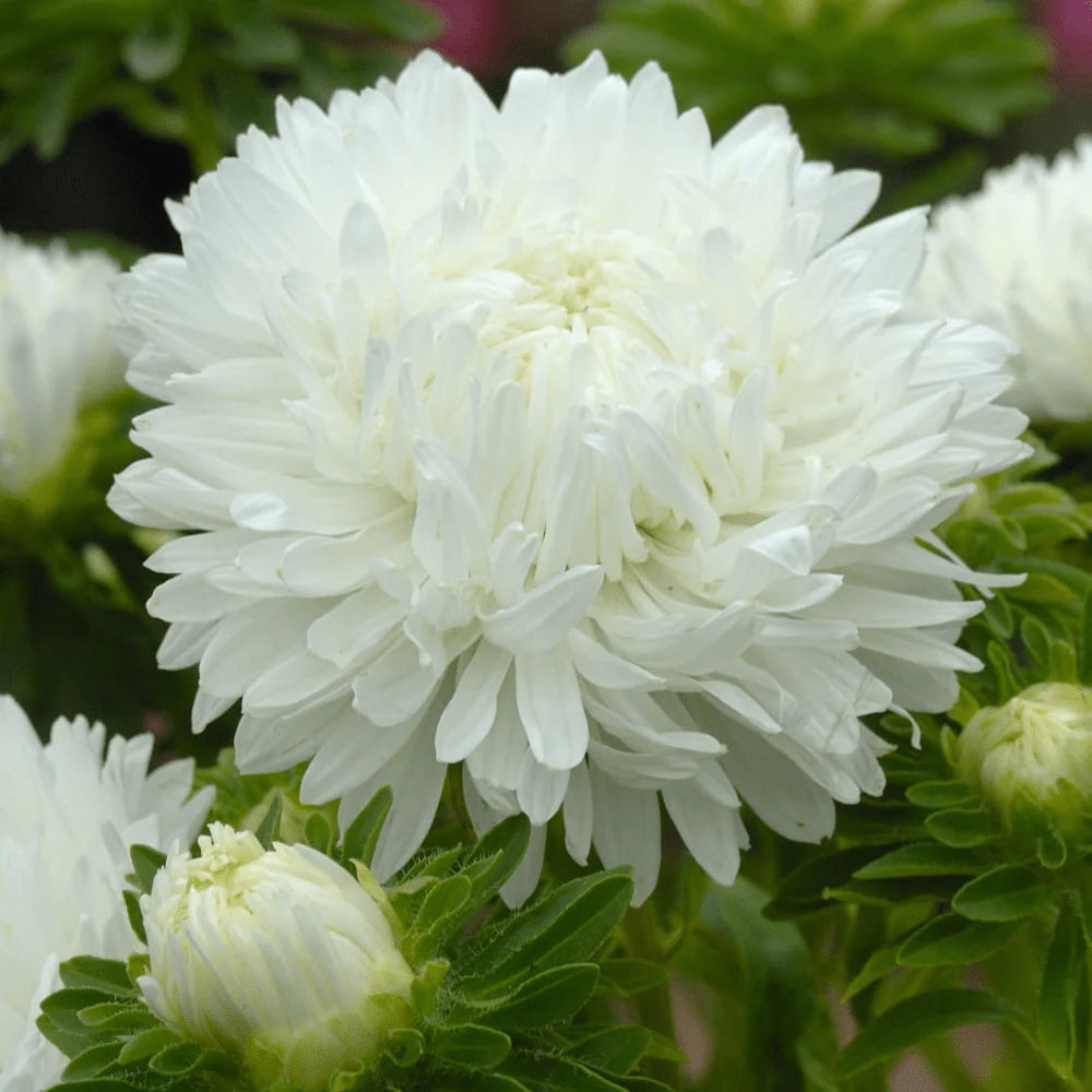 White Aster Flower Seeds,Elegant Pure Blooms, Easy to Grow, Non-GMO