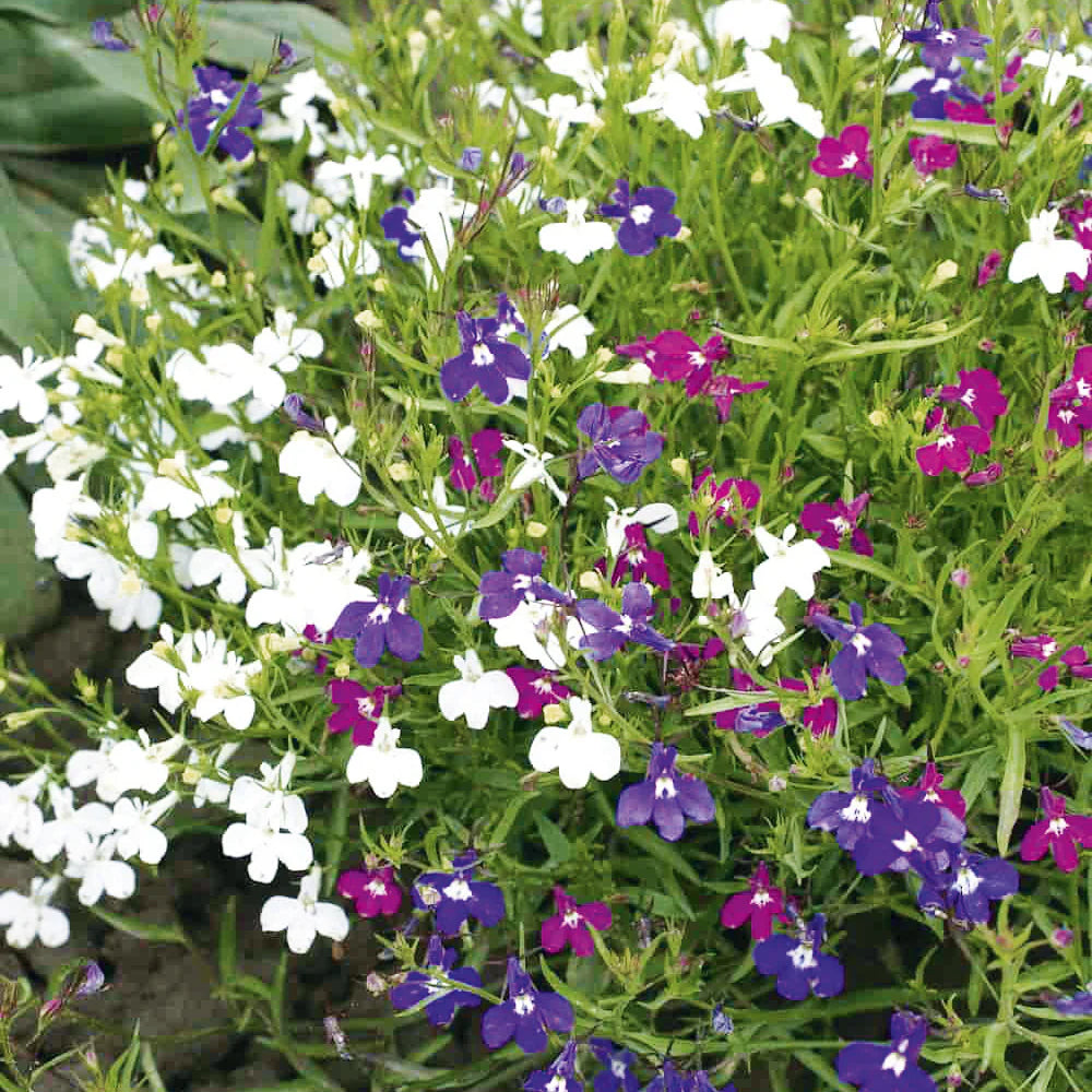 Mixed Lobelia Regatta Flower Seeds for Planting - Great for Hanging Displays - Flower Seeds