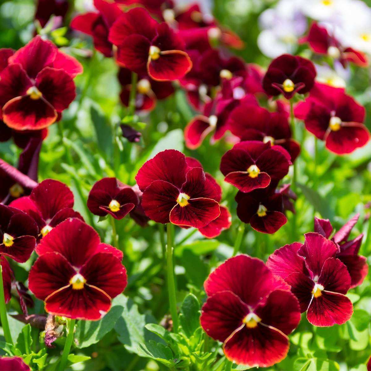 Viola (Pansy) - Arkwright Ruby Seeds – Elevate Your Gardening with Rich, Jewel-Toned Blooms!