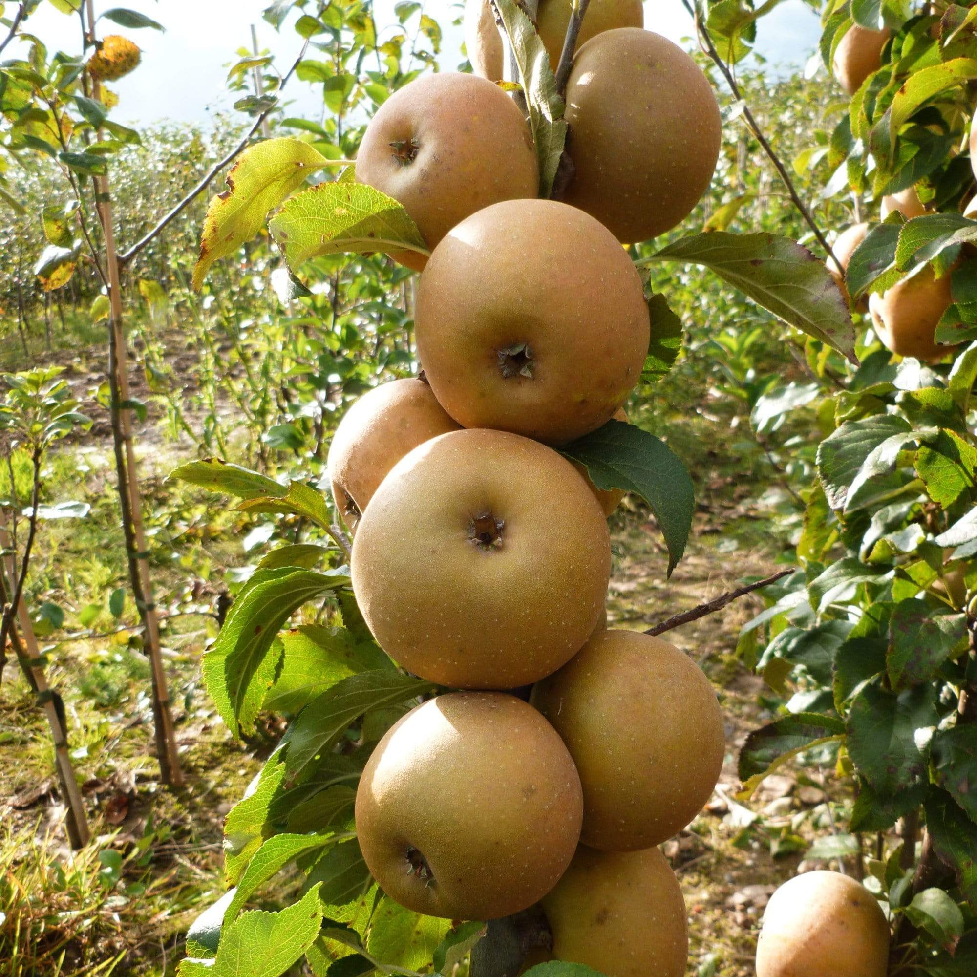 Egremont Russet Apple Seeds for Planting – Crisp, Nutty & Sweet Heirloom Apples