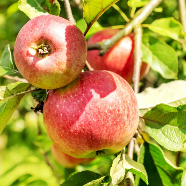 McIntosh Apple Seeds for Planting – Classic Sweet & Juicy Apple Trees