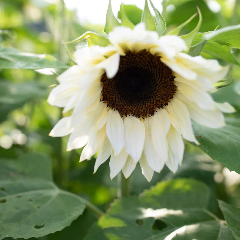 White Sunflower Seeds – Rare, Elegant Blooms for Gardens & Bouquets