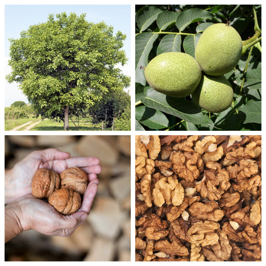 English Walnut Tree Seeds