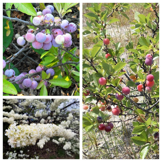 Beach Plum Fruit Seeds