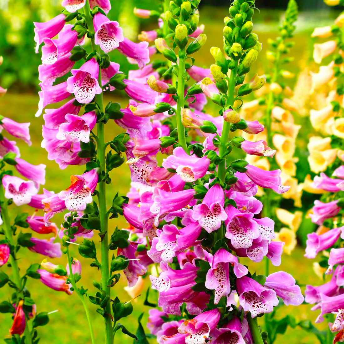 Foxglove Mixed Wild Seeds For Planting - Perfect for Cottage Gardens & Pollinator-Friendly Landscaping | High-Quality Perennial Blooms for a Lush and Colorful Garden Display