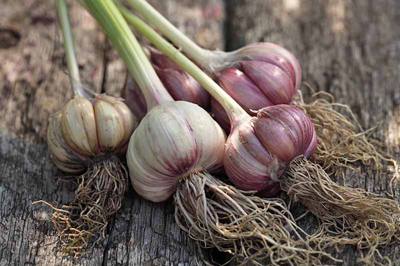 Hvidløg Provence-løg til plantning og havearbejde, højtydende, robuste, aromatiske hvidløg til hjemmehaver – perfekt til kulinariske lækkerier og smagfuld høst