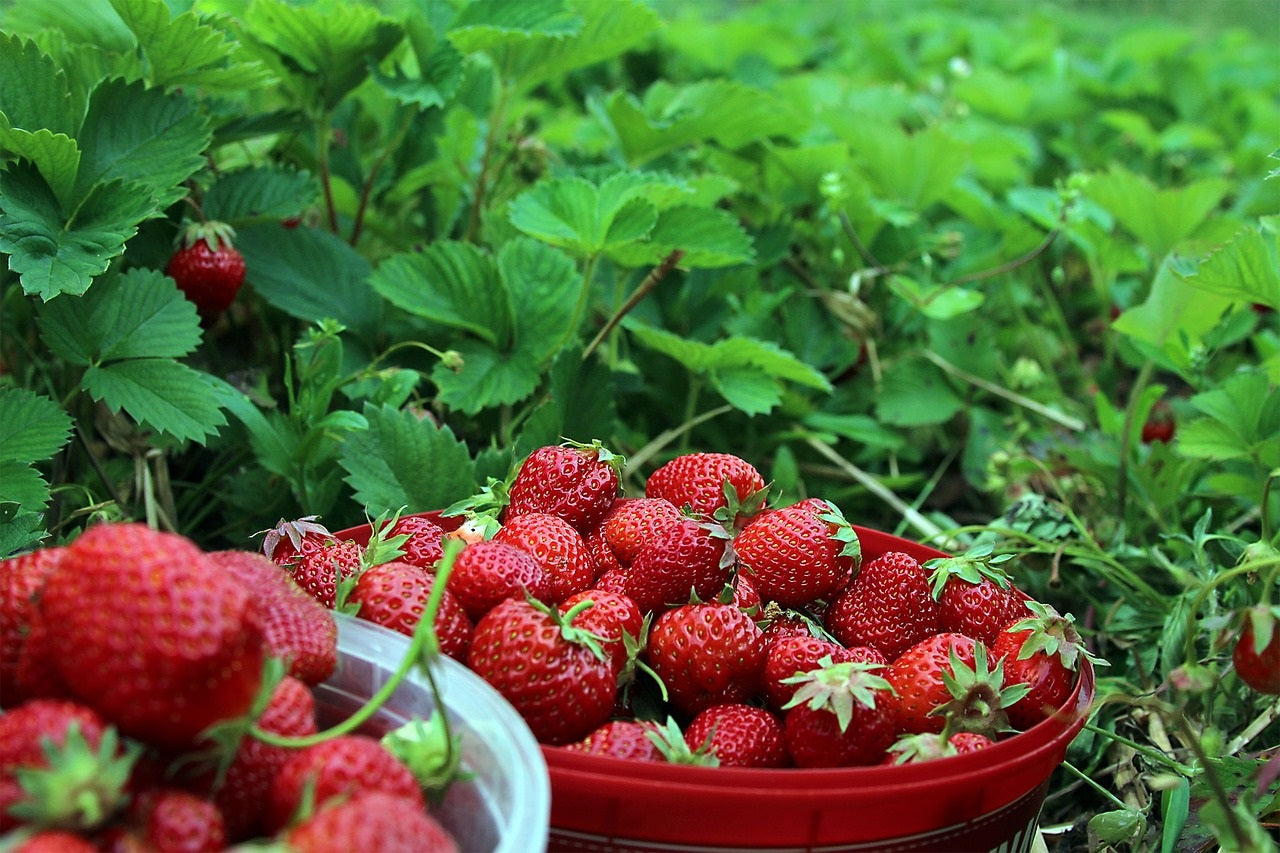 Ogallala Strawberry Seeds for Planting – Everbearing, Hardy & Sweet Berries