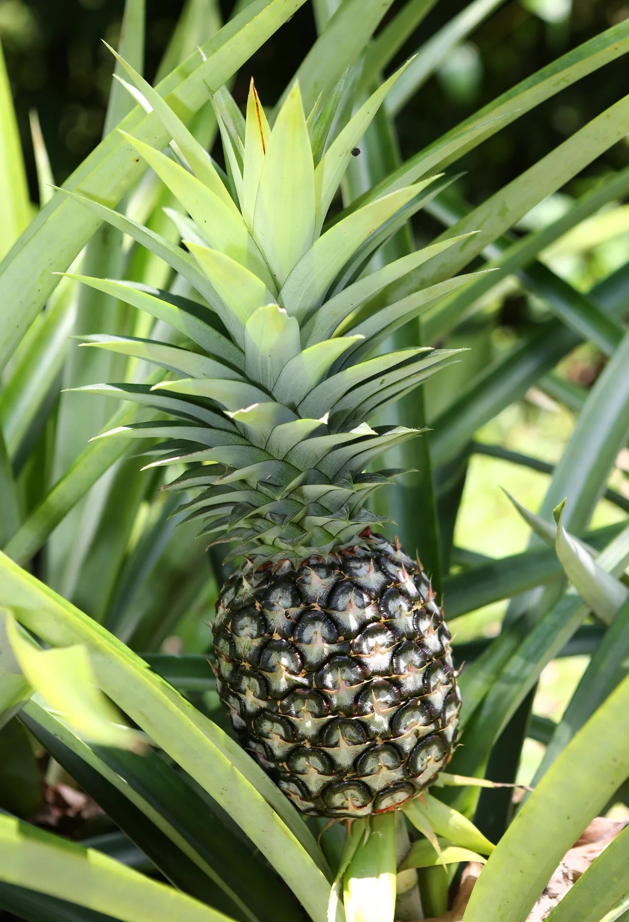 White Jade Pineapple Seeds for Planting – Grow Sweet & Low-Acid Tropical Pineapple