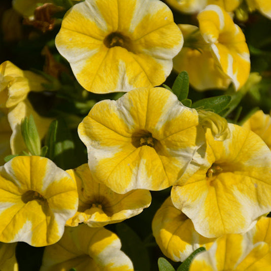 Superbells Lemon Slice Calibrachoa Seeds, Vibrant, Trailing Annual for Containers &amp Hanging Baskets