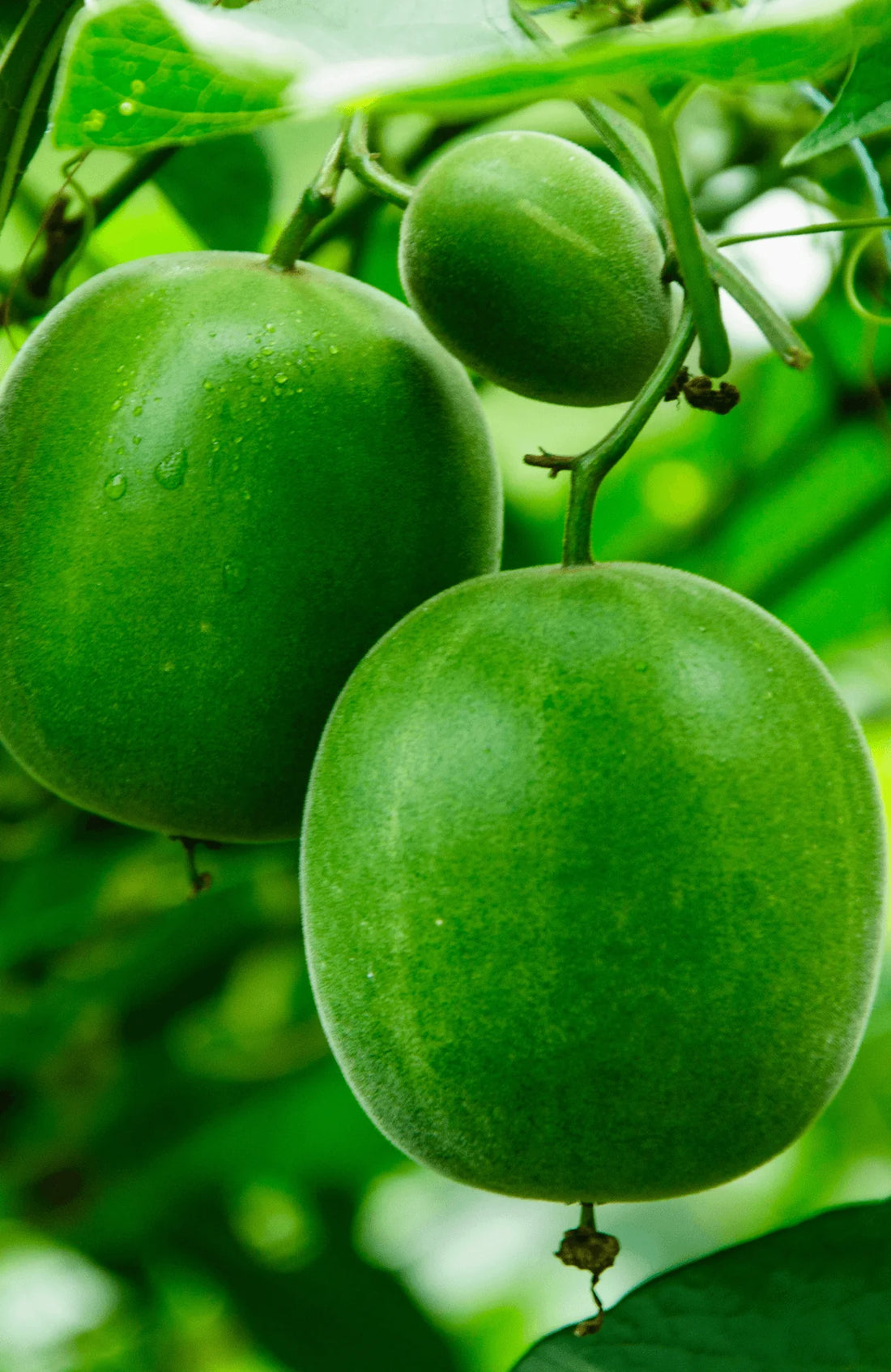 Graines Luo Han Guo à planter - Cultivez votre propre jardin de fruits exotiques