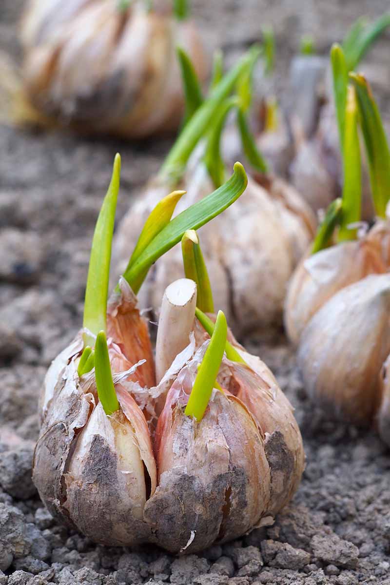 GARLIC RHAPSODY Premium hvidløgsløg til plantning og havearbejde - Ideel til smagfulde kulinariske kreationer og sund høst