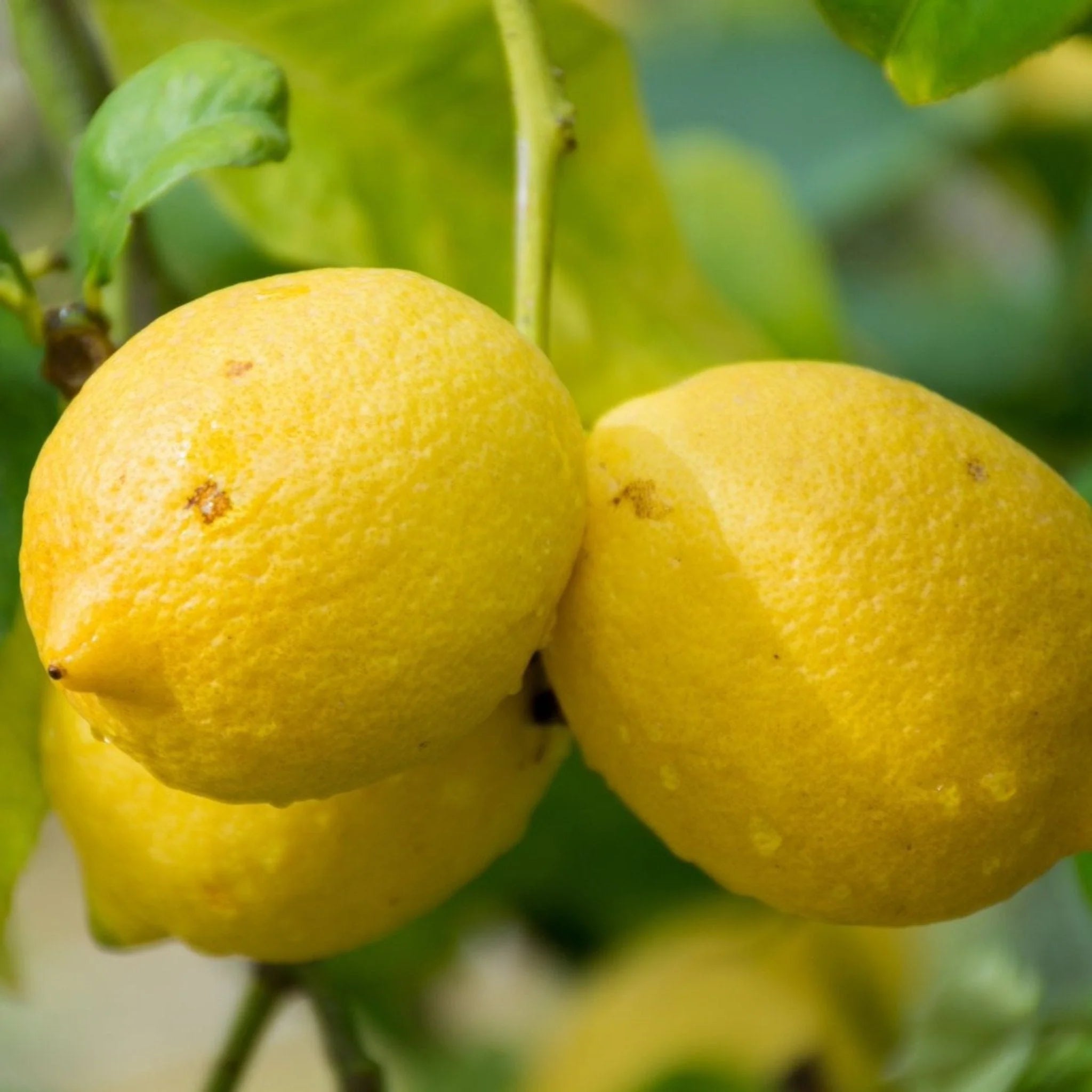 Genoa Lemon Seeds for Planting – Grow Flavorful Citrus Trees at Home