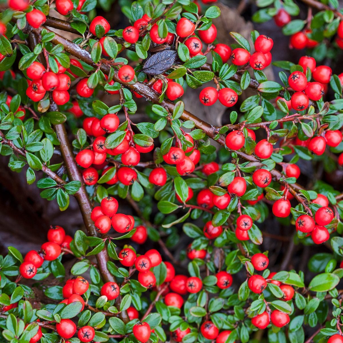 Ornamental Evergreen Tree with Glossy Foliage & Bright Berries