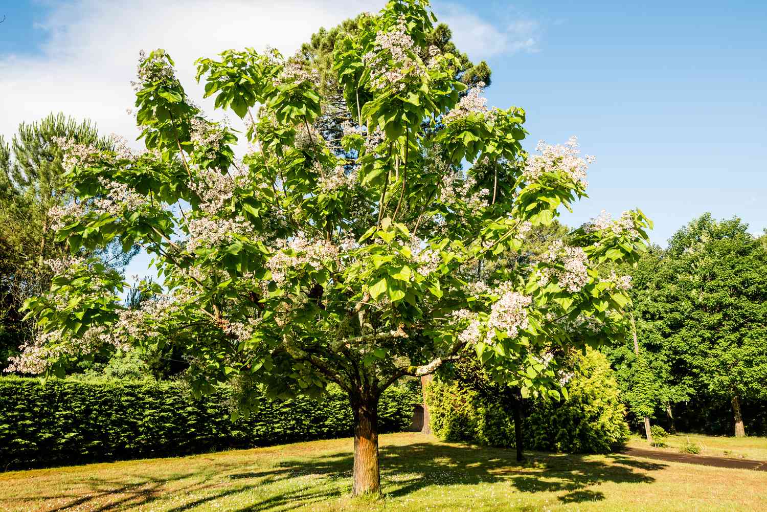 "Southern Catalpa Tree Seeds, Planting - 100 pcs" - Plant Seeds