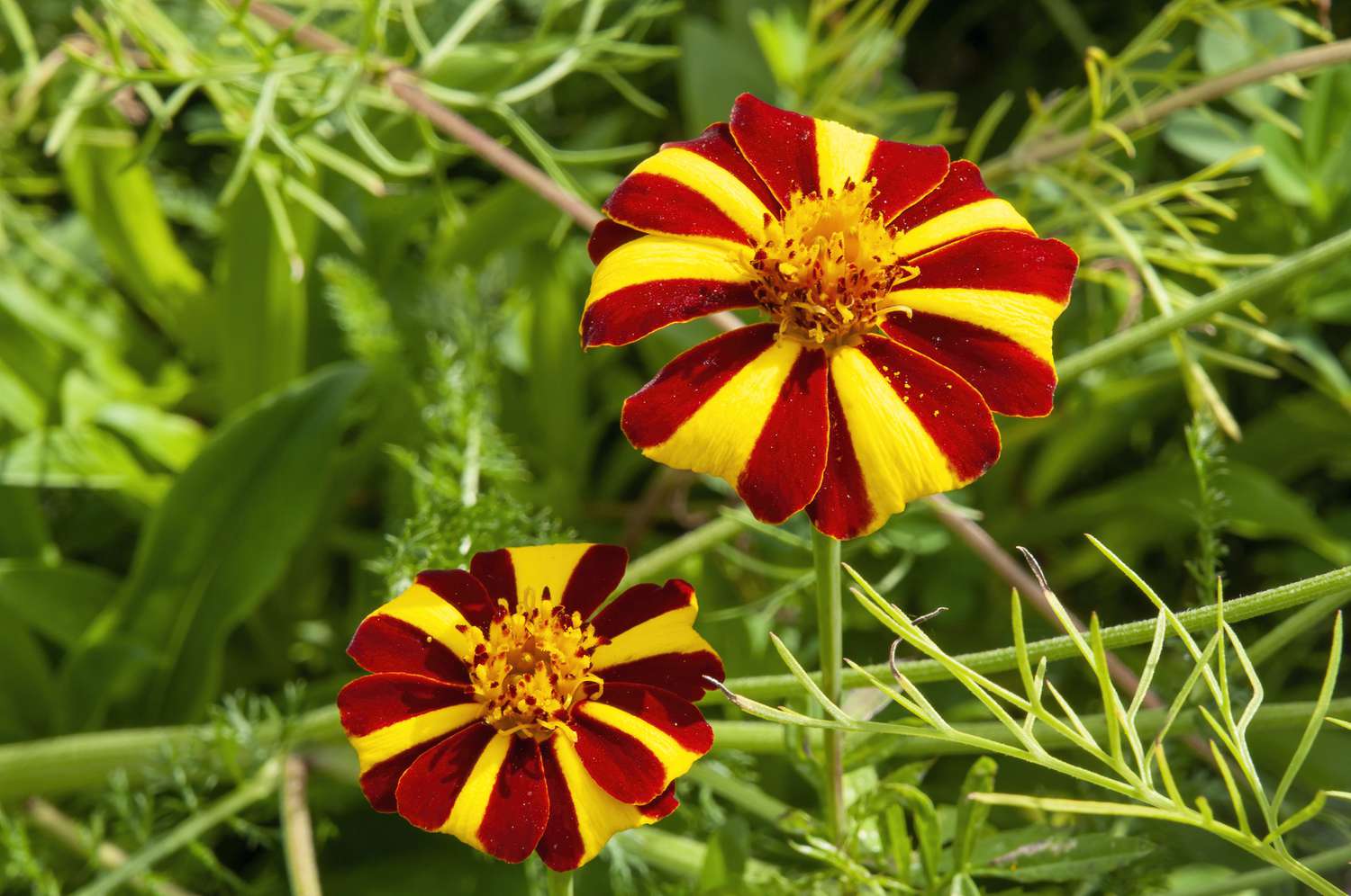 Yellow with Red Stripes Marigold Seeds – Unique Bicolor Blooms for Gardens