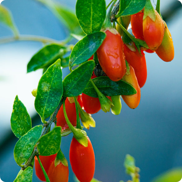 Goji Berry (Lycium barbarum) – Seeds