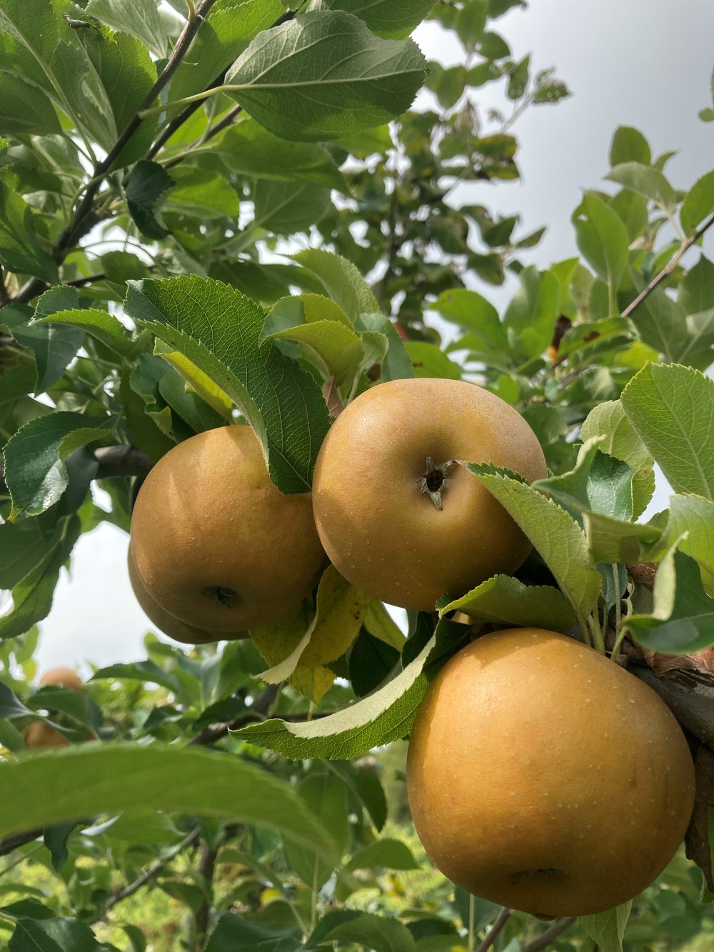 Golden Russet Apple Seeds for Planting – Sweet, Crisp & Aromatic Heirloom Apples