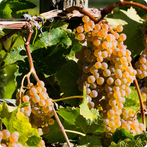 European Wine Grape (Vitis vinifera) – Seeds