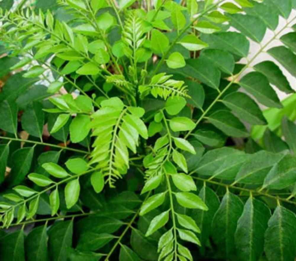 Graines de légumes à feuilles de curry biologiques à planter, cultivez le plaisir culinaire dans votre jardin