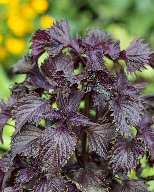 Shiso - Japanische rote (Perilla) Kräutersamen zum Anpflanzen, züchten Sie leuchtend rote Shiso-Blätter zu Hause